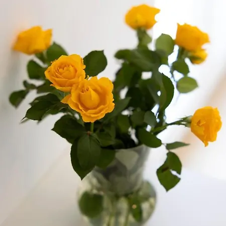 Lusea * Ζαντάρ